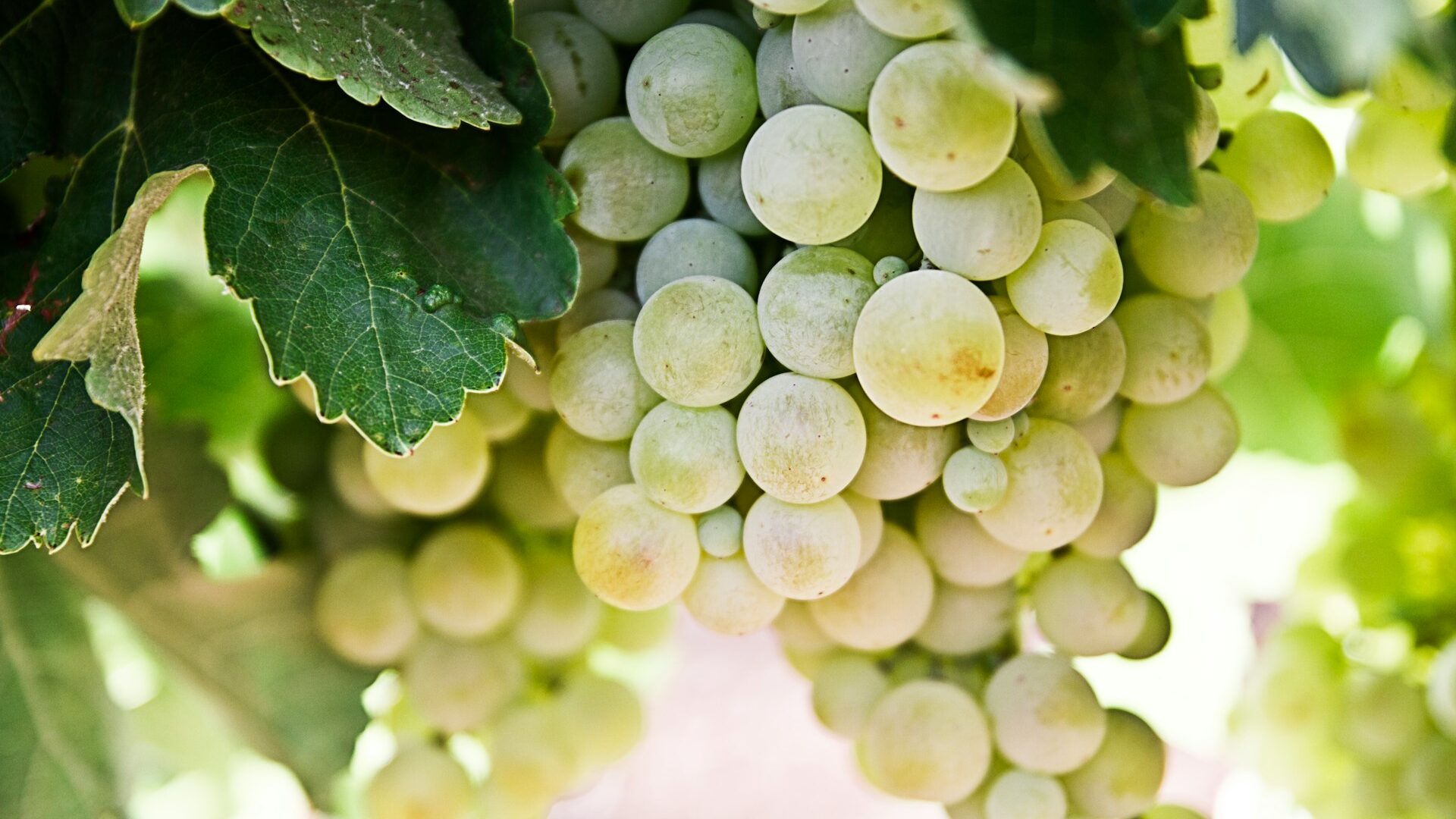 nacho-dominguez-argenta-cCVzi_mKovs-unsplash